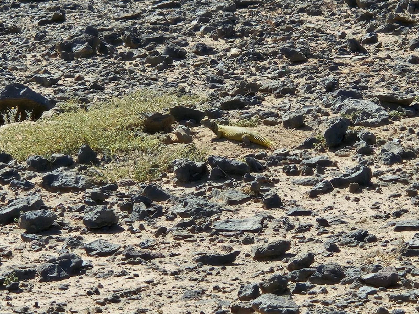 ホテル Bivouac Cote-Iriki Foum Zguid エクステリア 写真