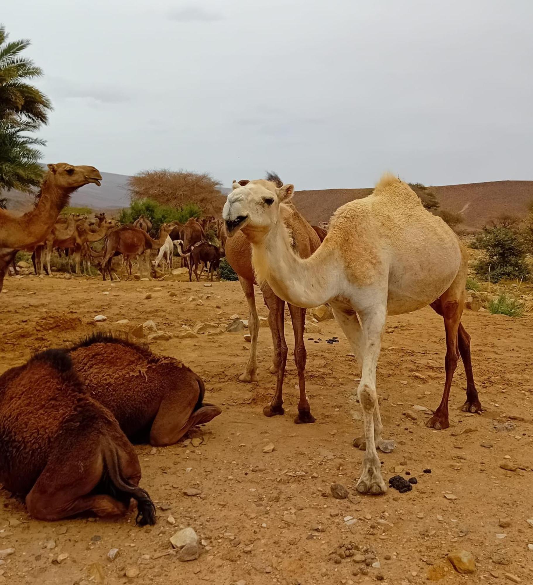 ホテル Bivouac Cote-Iriki Foum Zguid エクステリア 写真