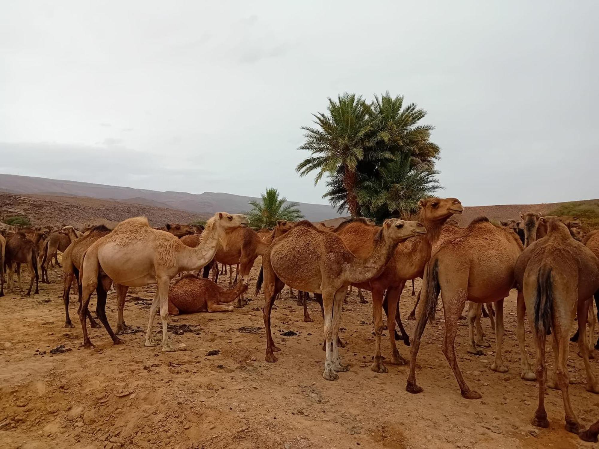 ホテル Bivouac Cote-Iriki Foum Zguid エクステリア 写真